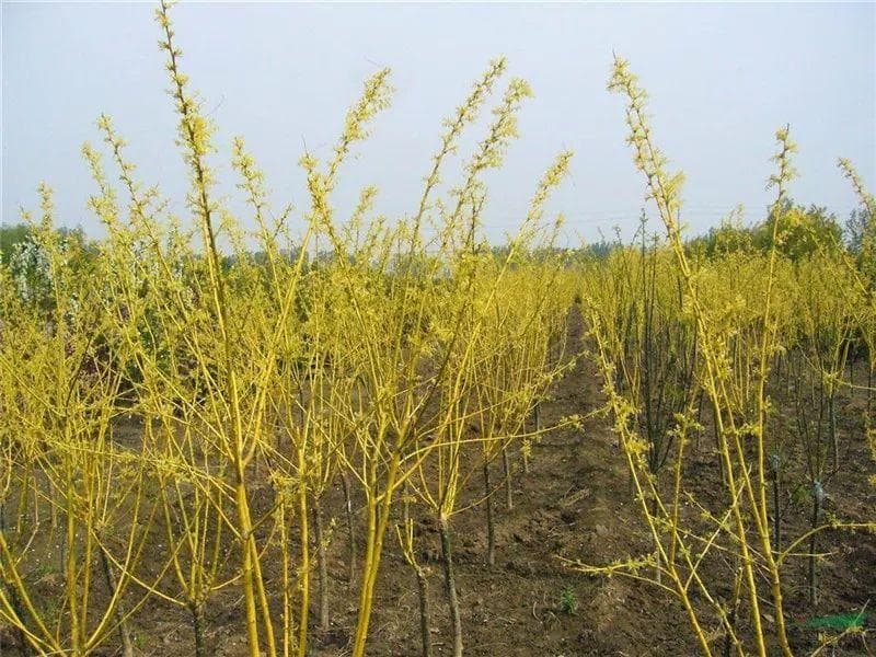 推荐十种耐寒苗木 市场前景广阔 未来5年10年15年高价好销售树苗