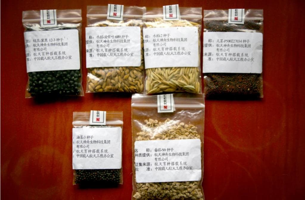 重庆首次成规模有组织太空育种 “儿菜”等种子遨游155天归来