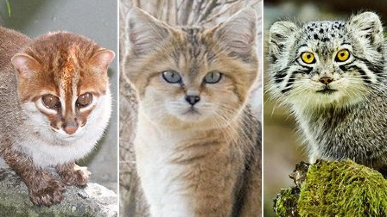 猫科动物的特征、类型和行为：深入研究