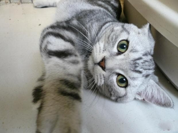 孕期前后宠物猫饮食注意事项