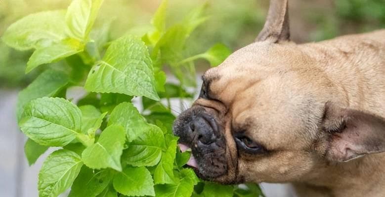 狗吃什么草药对健康有益？（了解适合狗吃的草药种类及功效）