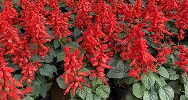 一串红种植指南：从播种到养护的全过程