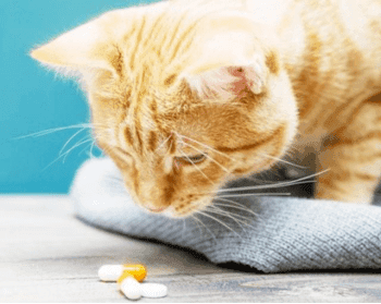 怎样正确认识猫癫痫？