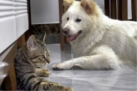 猫咪与狗狗亲近人表现之差异剖析