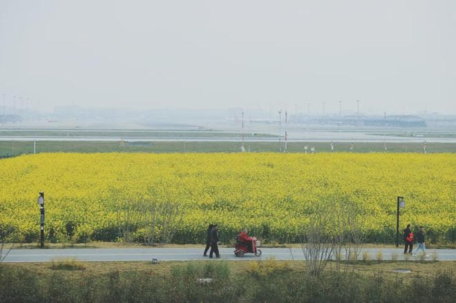 不出成都，这3个地方油菜花多，人少、可露营、看飞机