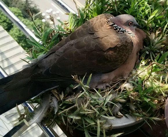 斑鳩飛到家裡代表什麼？斑鳩來家裡築巢好嗎？