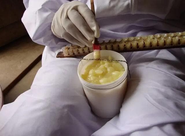 新鲜蜂王浆的科学食用方式及每日建议量