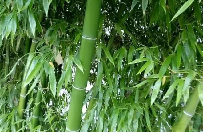 “竹子开花，马上搬家”！竹子突然开花，对人类到底意味着什么？