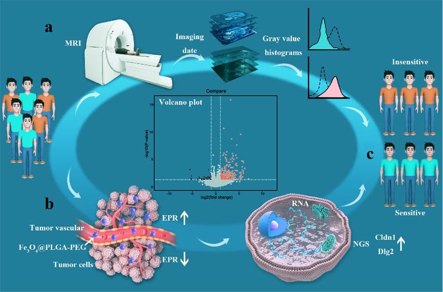 科学家揭示肿瘤EPR效应深层机制，为纳米药物精准治疗提供新思路
