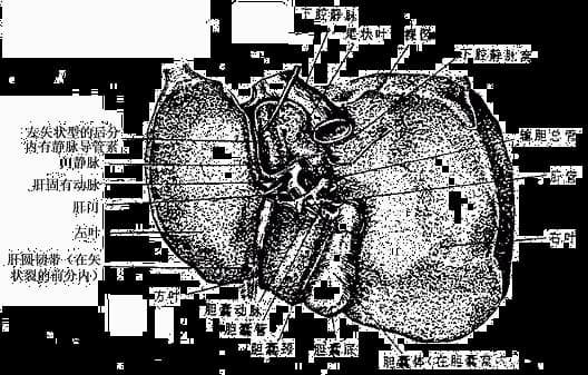 人体解剖学：肝脏的结构与功能