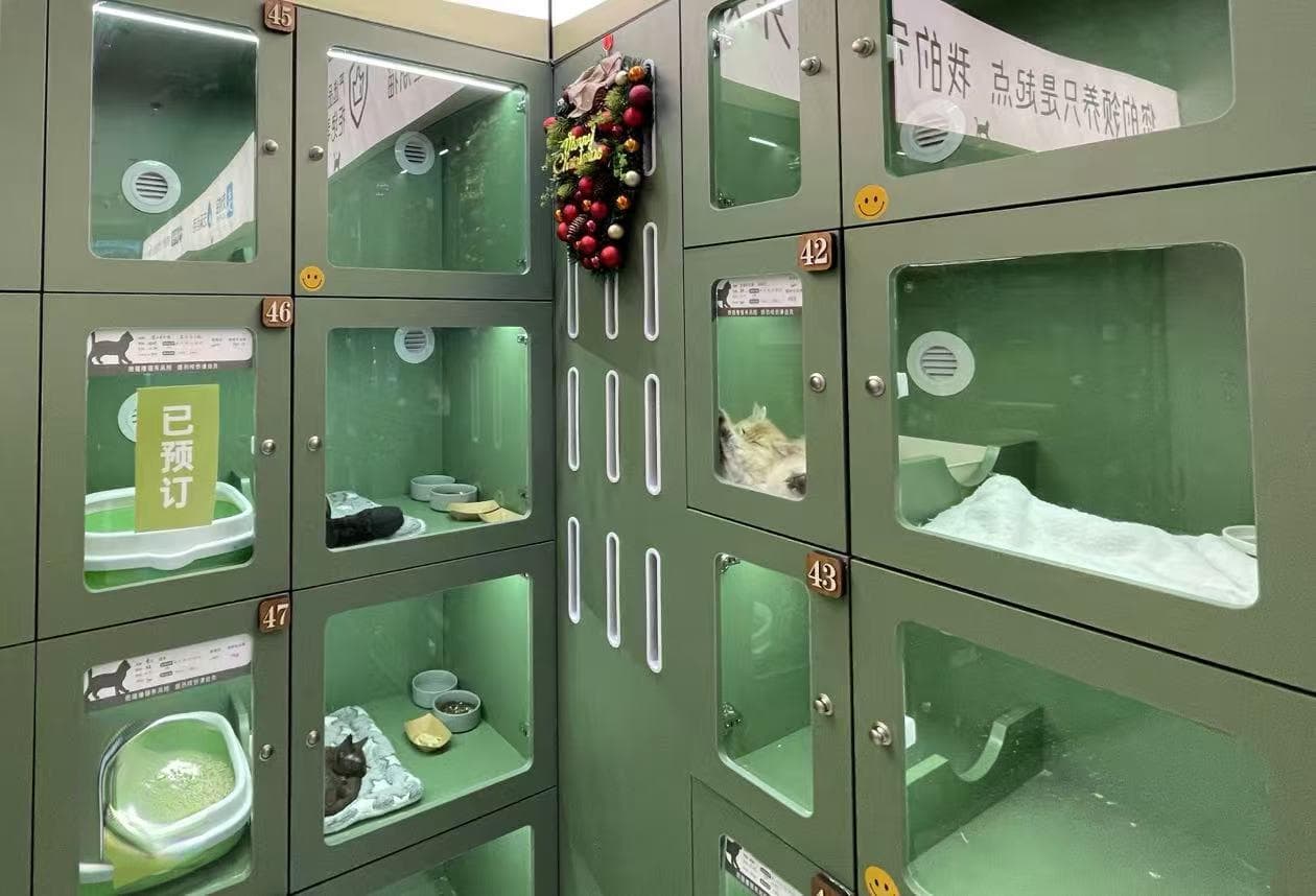 当心“猫贷”陷阱：高价分期与病猫隐患