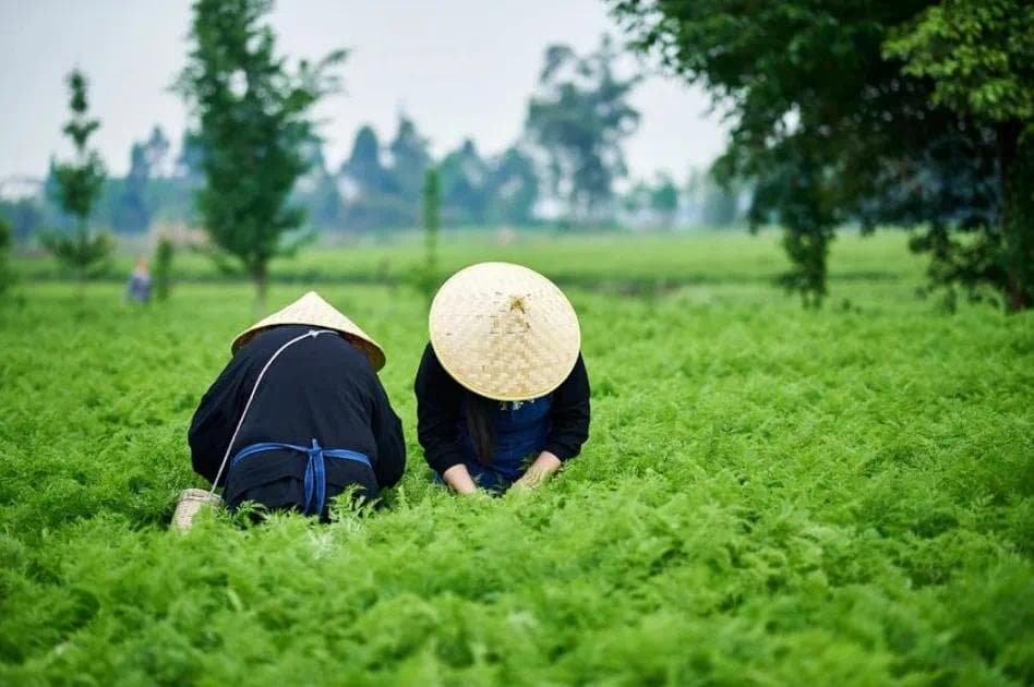聚焦地方中医药产业①丨集聚发展、延链强链 培育中药材“大品种”