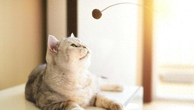 养猫小技巧：猫咪拉稀但是精神和胃口都好是什么原因