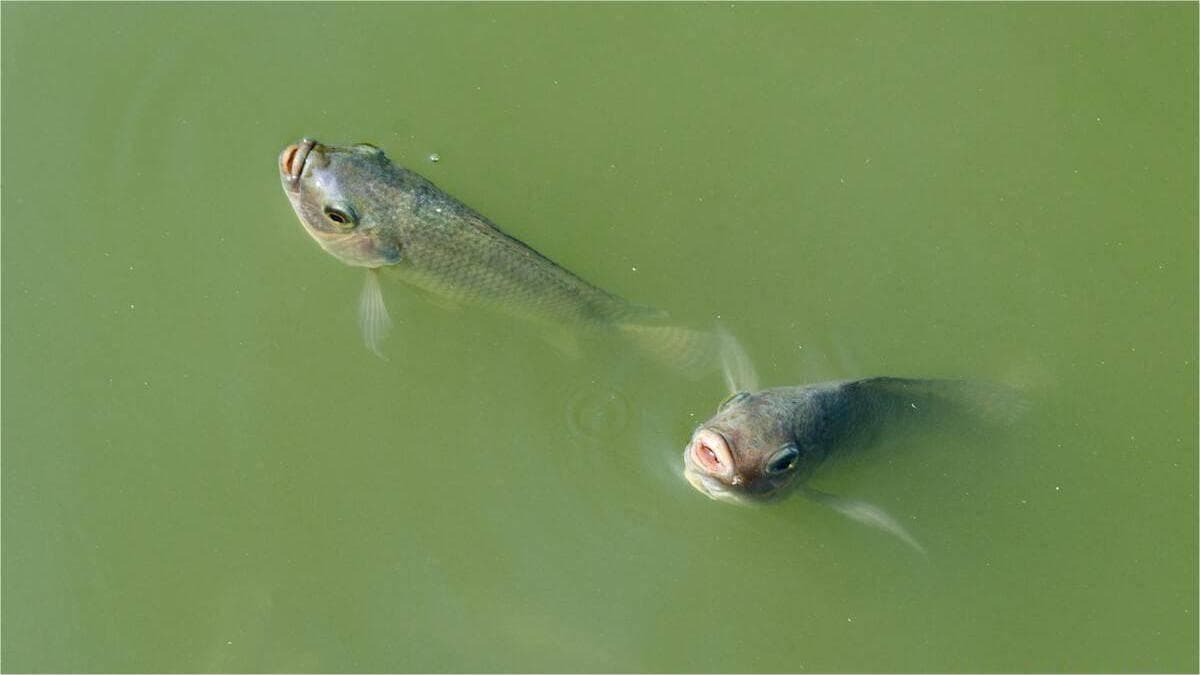 养鱼池水发绿怎么办？两种实用解决方案帮你轻松应对