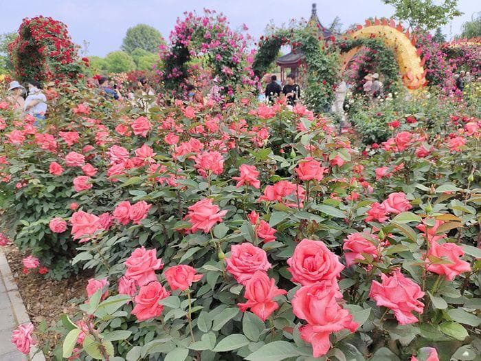 休闲游憩为主的口袋公园设计原则和植物配比