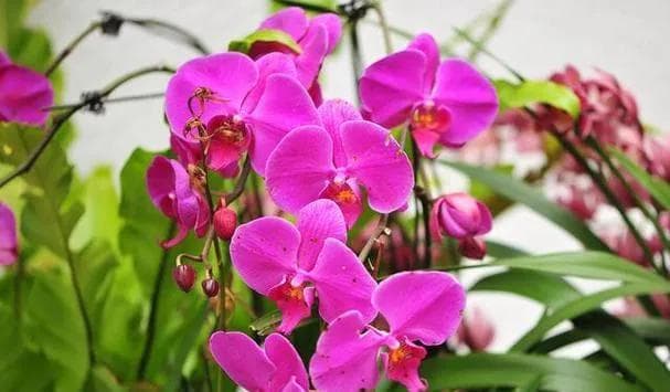 蝴蝶兰花期详解：从花期到养护技巧的全方位指南