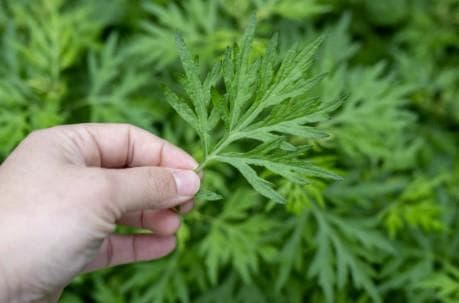 烧艾草的功效、用法及禁忌全解析