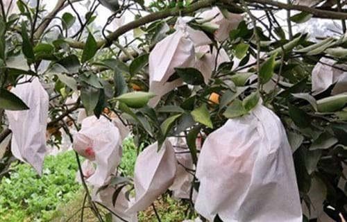 耙耙柑种植条件和气温 适应哪里种植
