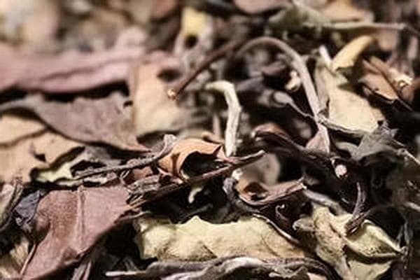 绿茶如何冲泡：掌握正确水温 点燃醇香与健康