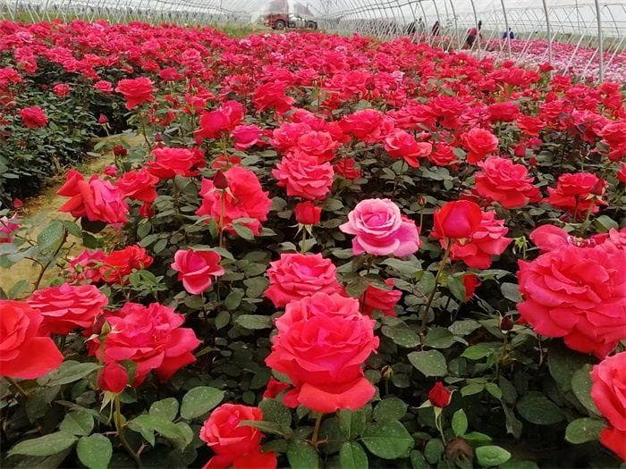 蔷薇、玫瑰与月季的种植秘籍