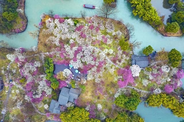 杭州西溪湿地：“曲水寻梅”盛景开启，雨雾梅香共绘江南春之画卷