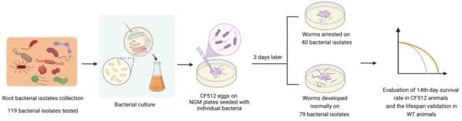 Aging Cell最新研究：土壤微生物衍生分子可延缓宿主衰老