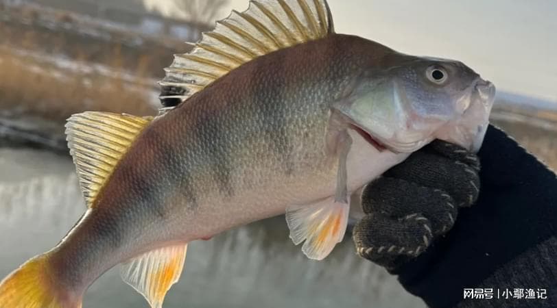 浙江河道惊现太阳鱼泛滥，生态平衡面临新威胁