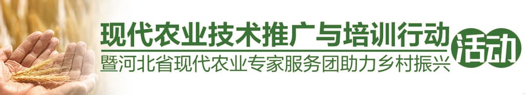 蔬菜节水灌溉技术详解：喷灌、微灌与地面灌溉的优劣与适用场景