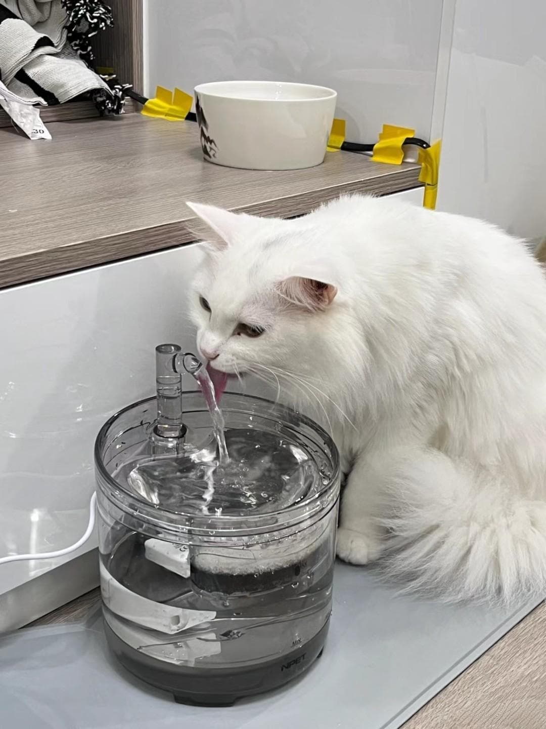 猫咪健康饮水指南：让爱宠享受健康生活