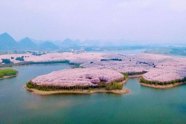 贵州平坝樱花基地：50万株樱花绽放的春日胜地