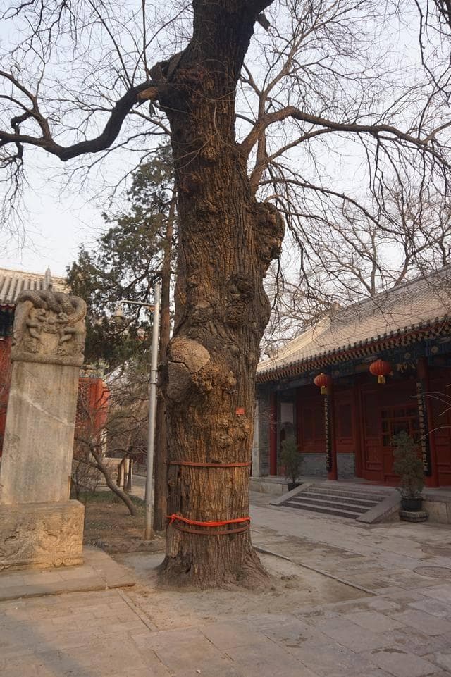 千年古刹静谧行：北京法源寺深度游