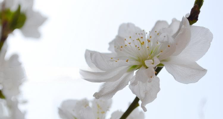 荼蘼花的花语与传说：一种承载永恒思念的花卉
