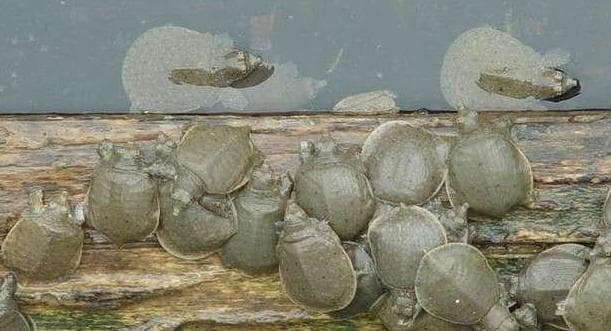 中华鳖饲养完全指南：15个关键点助你养好水生宠物