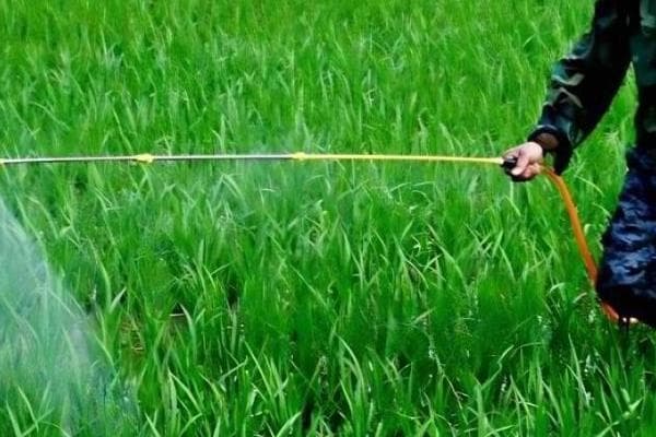 芸苔素内酯使用指南：浸种、喷施叶面等关键应用技术