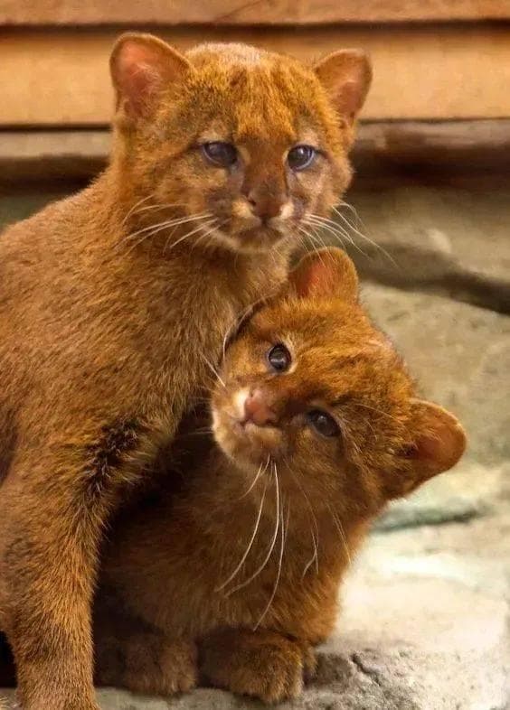 女主播收养"小橘猫"，3个月后发现竟是稀有野生动物细腰猫