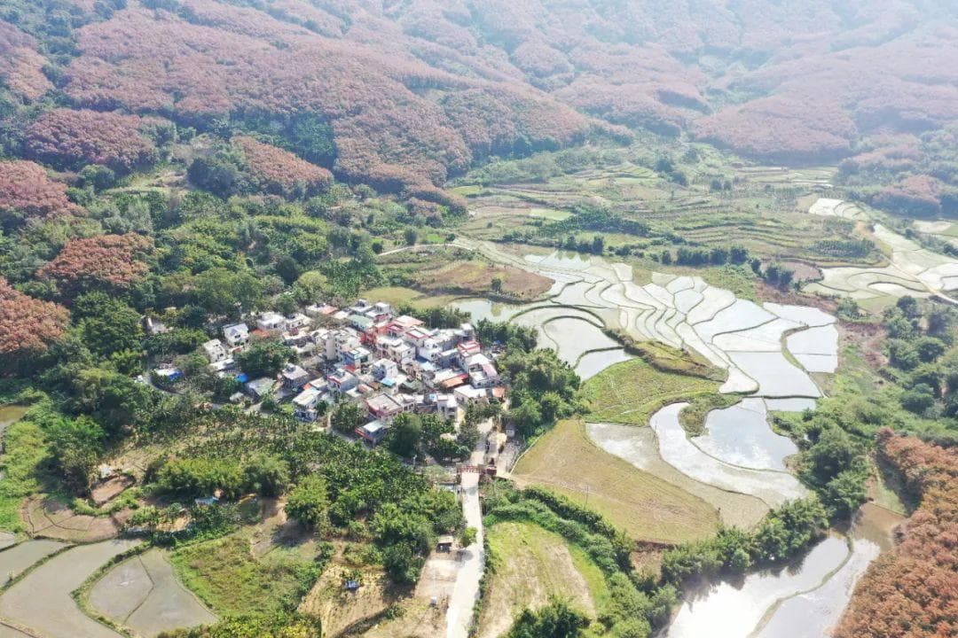 海南白沙拥处村：从“穷山村”到年集体收入超百万的“明星村”