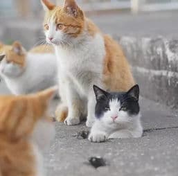 猫咪体味独特，需注意日常清洁。