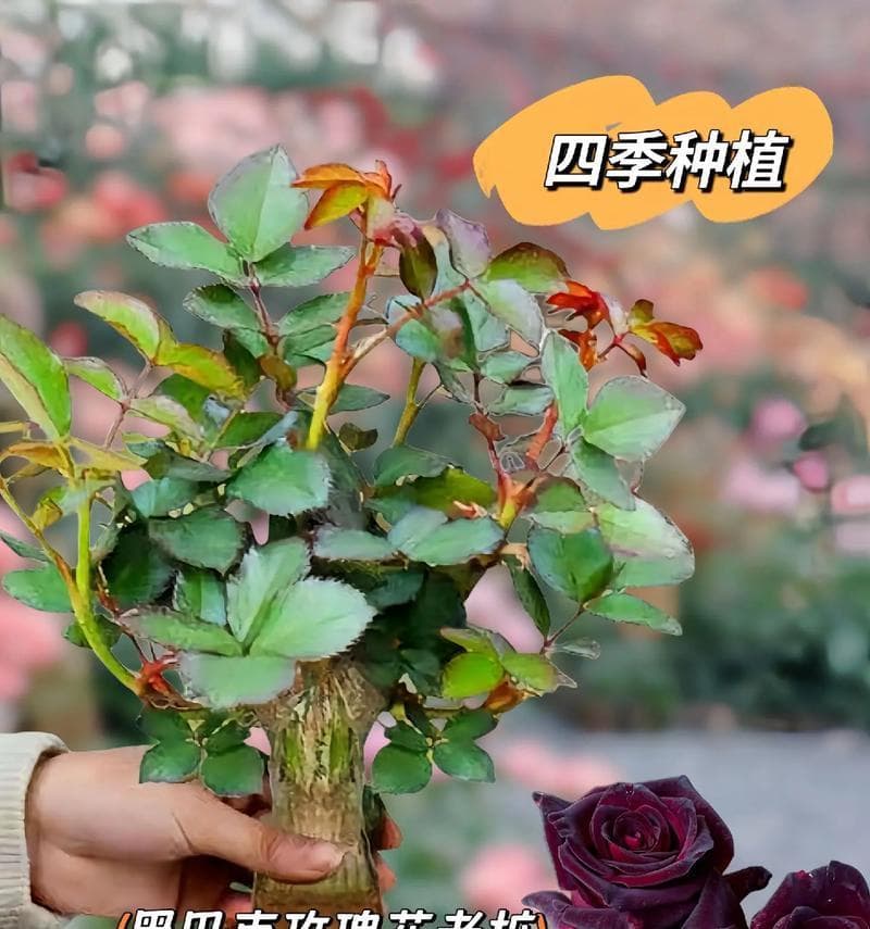 12朵玫瑰花花语解析（了解玫瑰的含义与情感传达）