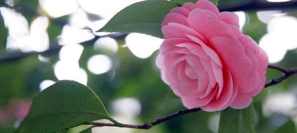 白山茶花语：美丽花语芬芳祝福