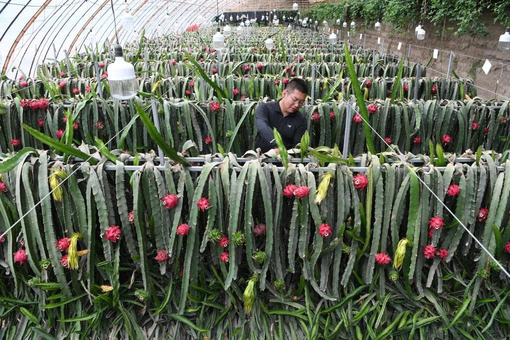 热带水果何以“扎根”戈壁滩？