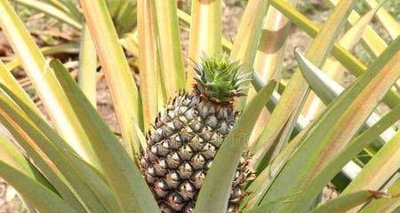 菠萝的生长环境及生长地方条件是什么？菠萝的种植环境要求是什么？
