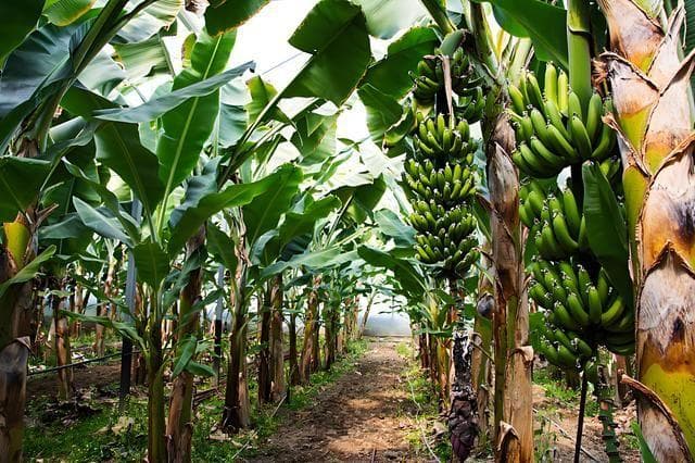 香蕉树种植全攻略：从生长特性到适宜地区