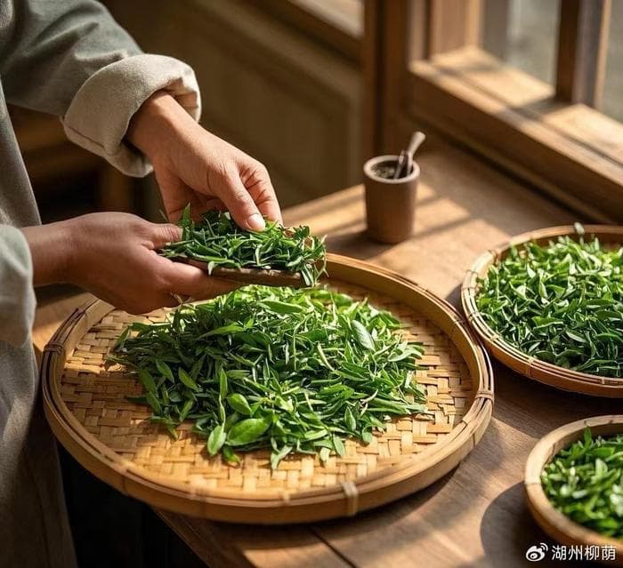 茶多酚到底是什么？