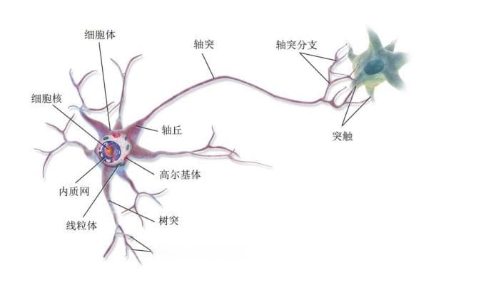 单神经元建模：基于电导的模型