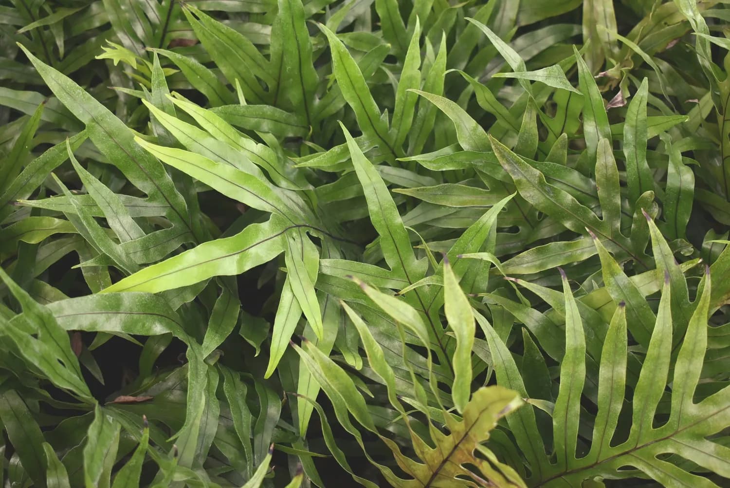 玉竹：中药界的滋阴润燥神器