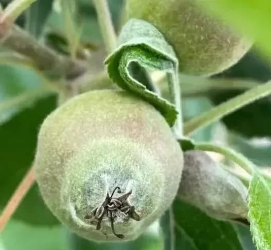 苹果果锈产生的原因及防治方法
