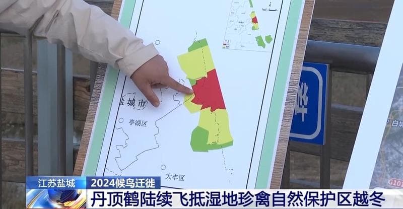 丹顶鹤集结盐城湿地越冬，超百只已抢先抵达