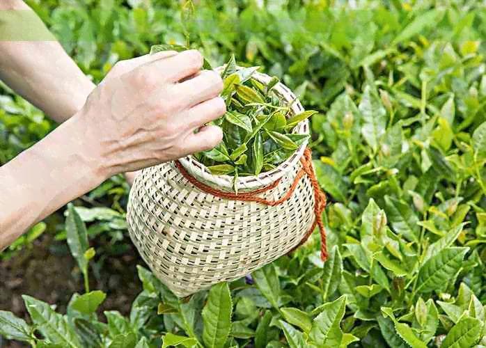 茶叶精选：探讨红茶采摘时间及其品质影响因素