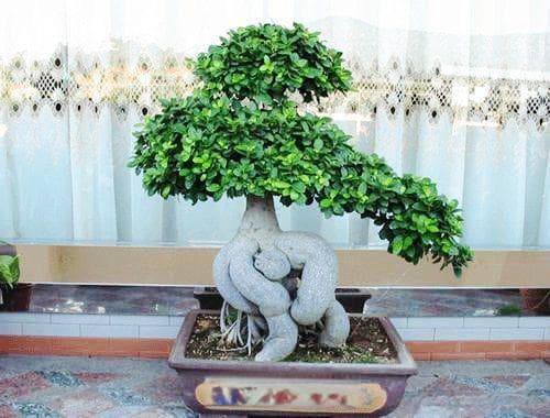 榕树盆景养护全攻略：温度、光照、水分和施肥要点
