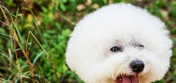 比熊犬饲养误区揭秘（避免这些错误，让比熊犬健康快乐成长）